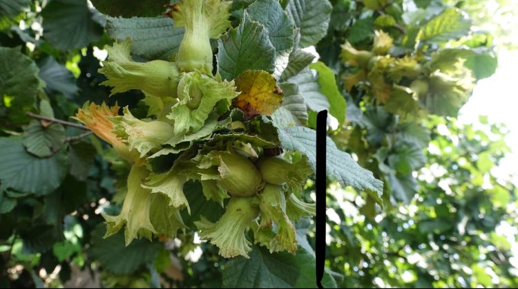 Ferrero dönümde 300 kiloyu geçti Ferrero dönümde 300 kiloyu geçti