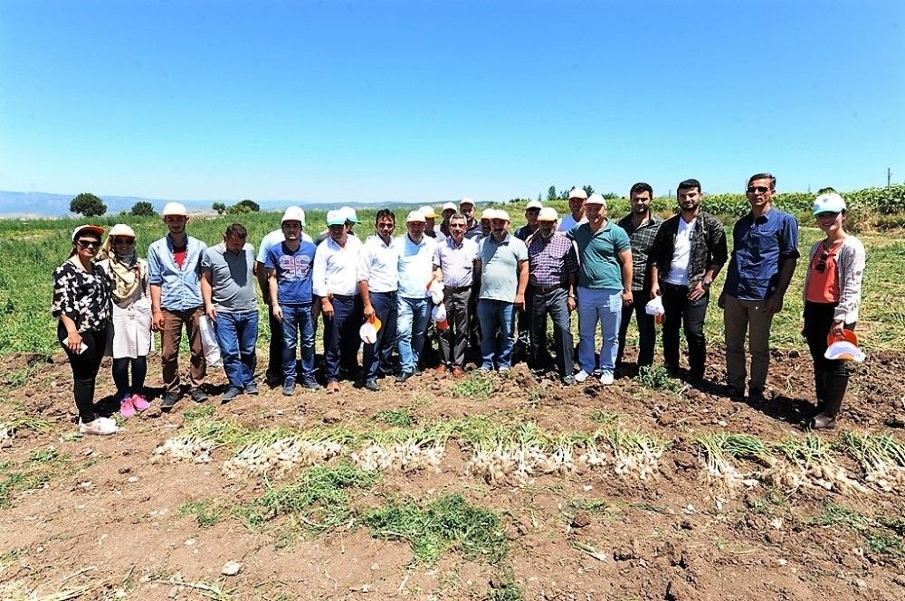 Taşköprü sarımsağına rakip çıktı Taşköprü sarımsağına rakip çıktı