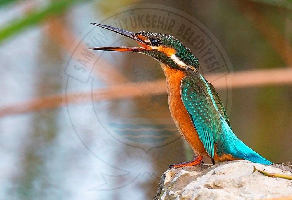 Kuş Cenneti’nden objektiflere yansıyanlar Kuş Cenneti’nden objektiflere yansıyanlar