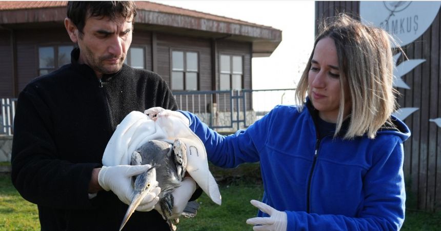 120 Yaban Hayvanına Şifa Oldular