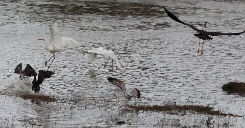 Kuş Cenneti Büyülüyor Kuş Cenneti Büyülüyor