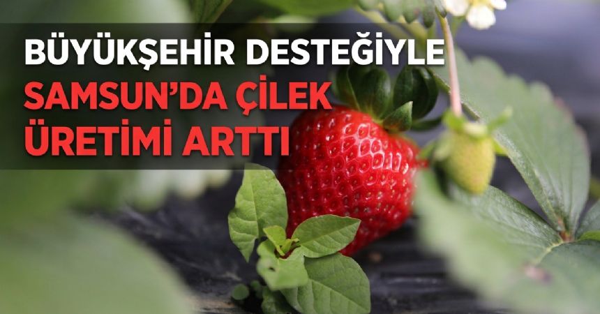 Büyükşehir Destekliyor, Çilek Üretimi Artıyor