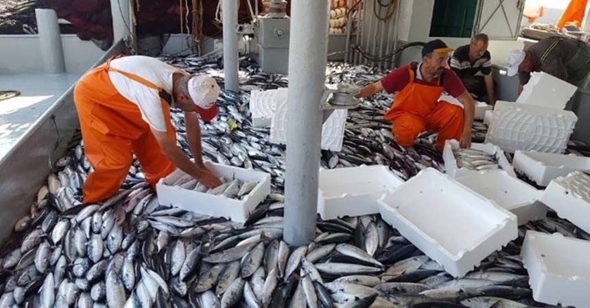 Karadeniz'de palamut bereketi yaşanıyor Karadeniz'de palamut bereketi yaşanıyor