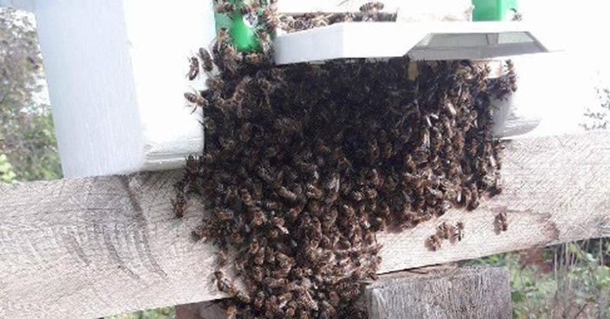 Sinop’ta arı kovanlarına sonbahar bakımı Sinop’ta arı kovanlarına sonbahar bakımı