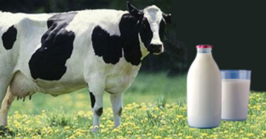 İnek sütü Ağustos’ta yüzde 4,7 arttı İnek sütü Ağustos’ta yüzde 4,7 arttı