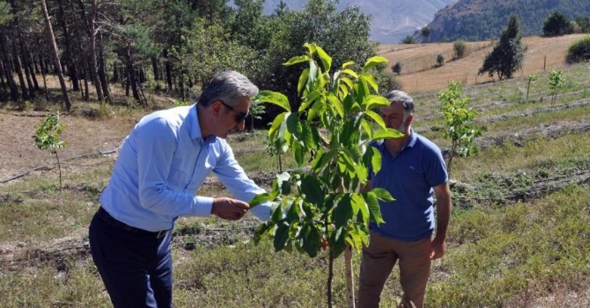 Yıllarca yanlış tür ceviz dikilmiş Yıllarca yanlış tür ceviz dikilmiş