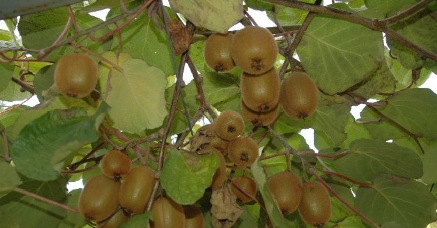 Kivi hasadı için sabır uyarısı Kivi hasadı için sabır uyarısı