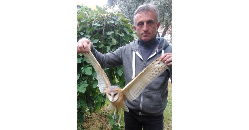 Yaralı baykuş koruma altına alındı