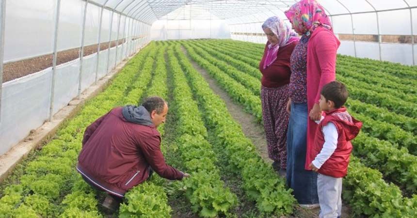 Sera kuran genç çiftçiler kışlık sebze üretimine başladı Sera kuran genç çiftçiler kışlık sebze üretimine başladı