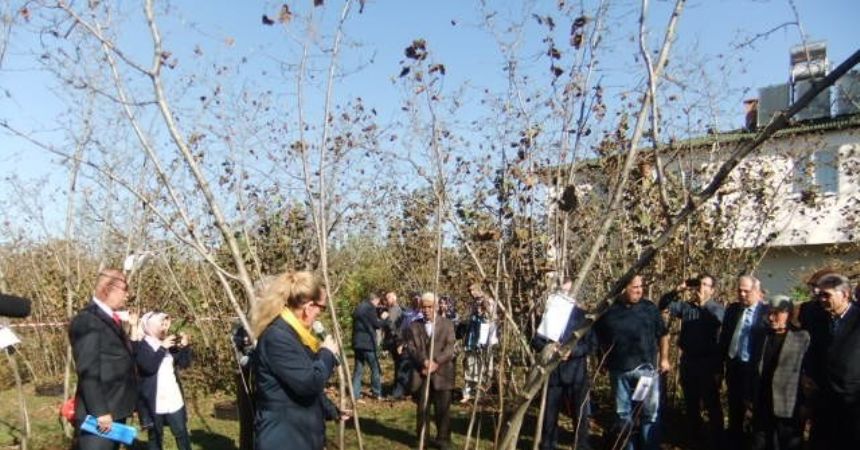 Fındıkta acı tablo Fındıkta acı tablo