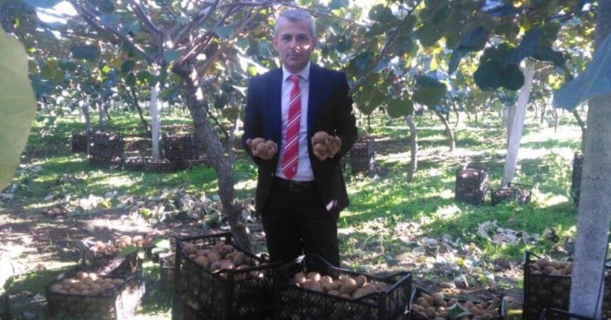 Çarşamba’da kivi yüz güldürüyor Çarşamba’da kivi yüz güldürüyor