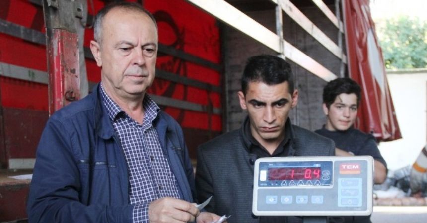 Rize’de kivi hasadı başladı Rize’de kivi hasadı başladı