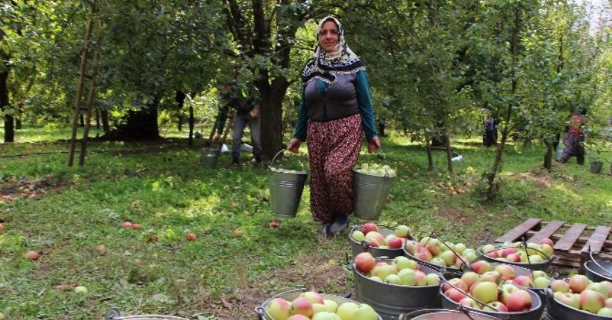 2 bin yıllık Amasya elmasına büyük destek 2 bin yıllık Amasya elmasına büyük destek