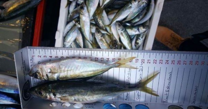 Bin 772 kilo balığa el konuldu Bin 772 kilo balığa el konuldu