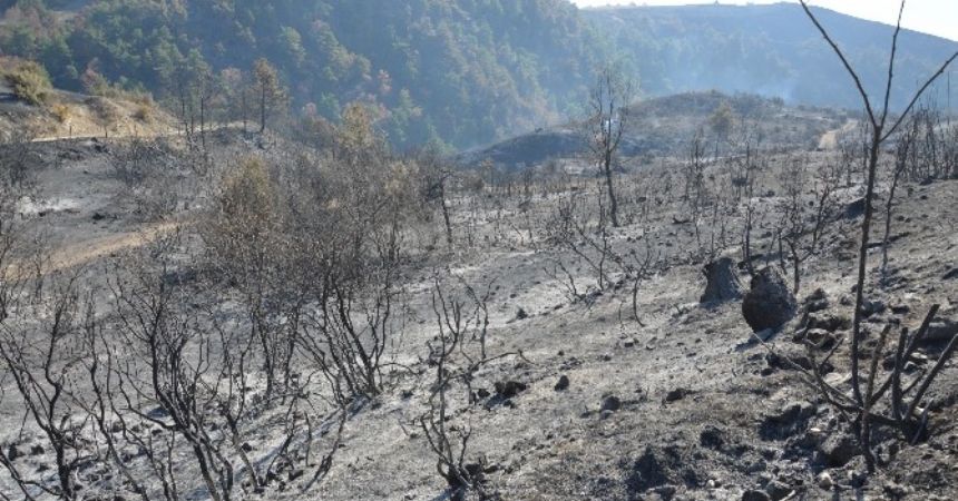 Tokat’ta 90 hektar ormanlık alan kül oldu Tokat’ta 90 hektar ormanlık alan kül oldu