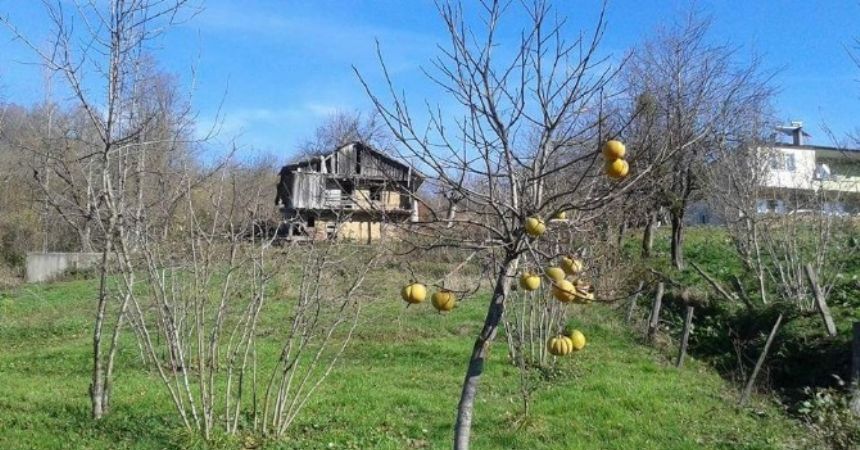 Hurmalar yalnız kaldı
