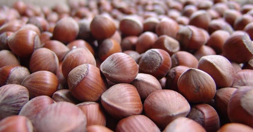Fındıkta korkutan açıklama Fındıkta korkutan açıklama