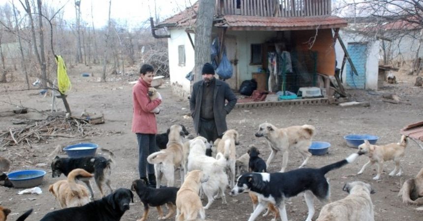 Bahçesinde 100’e yakın sokak köpeğine bakıyor Bahçesinde 100’e yakın sokak köpeğine bakıyor