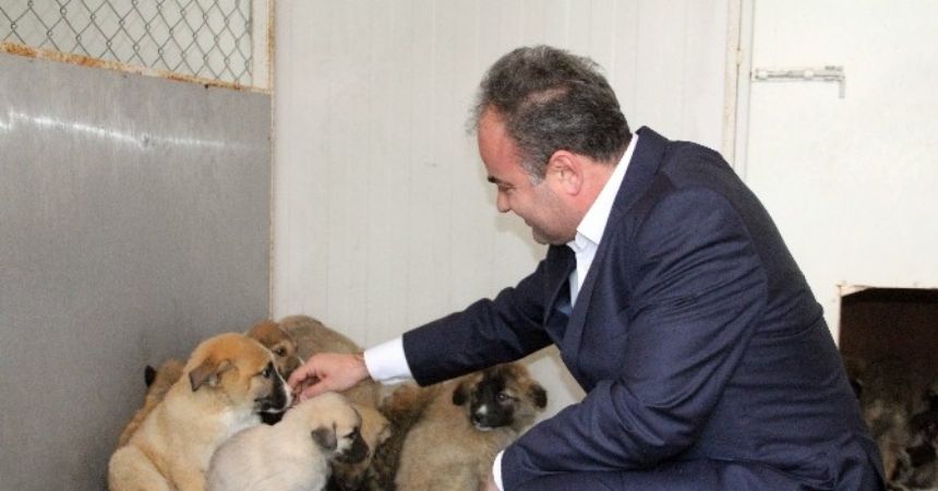 Sokak hayvanlarına sıcak yuva Sokak hayvanlarına sıcak yuva