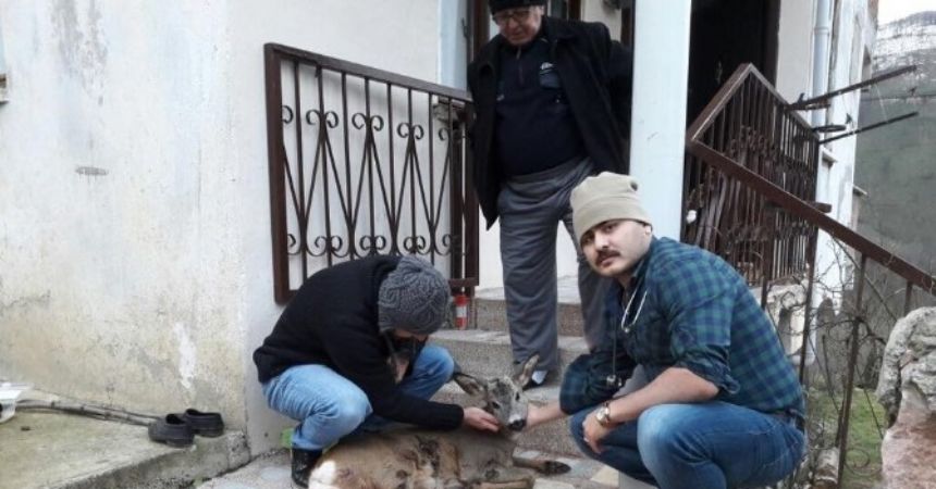 Avcıların vurduğu karaca tedavi edildi