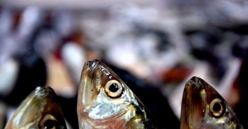 Hamsi fiyatları dalgalanıyor Hamsi fiyatları dalgalanıyor