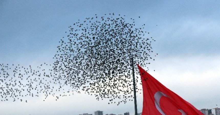 Gökyüzünde sığırcık şöleni Gökyüzünde sığırcık şöleni