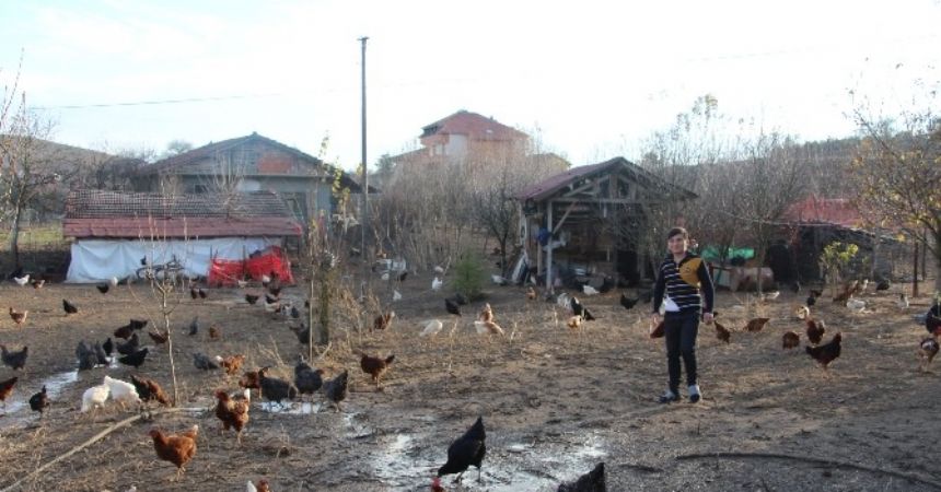 Aile ekonomisine tavuk dopingi Aile ekonomisine tavuk dopingi