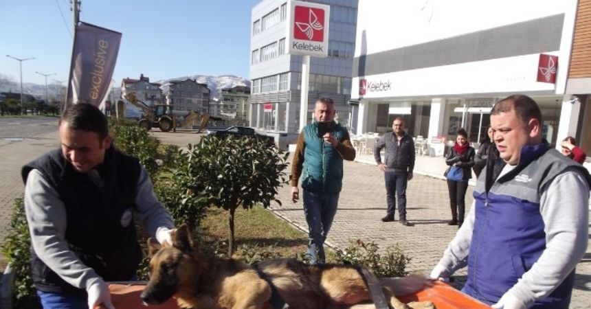 Sokak hayvanları koruma altında Sokak hayvanları koruma altında