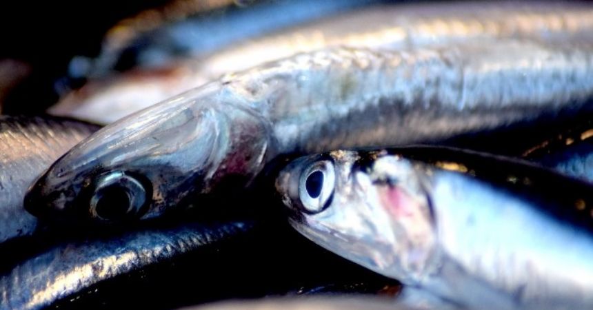 2 yıllık av yasağı istiyorlar 2 yıllık av yasağı istiyorlar