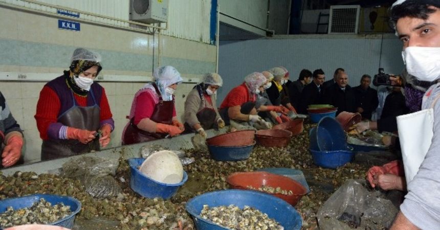 Uzak Doğu’nun salyangozu Sinop'tan Uzak Doğu’nun salyangozu Sinop'tan