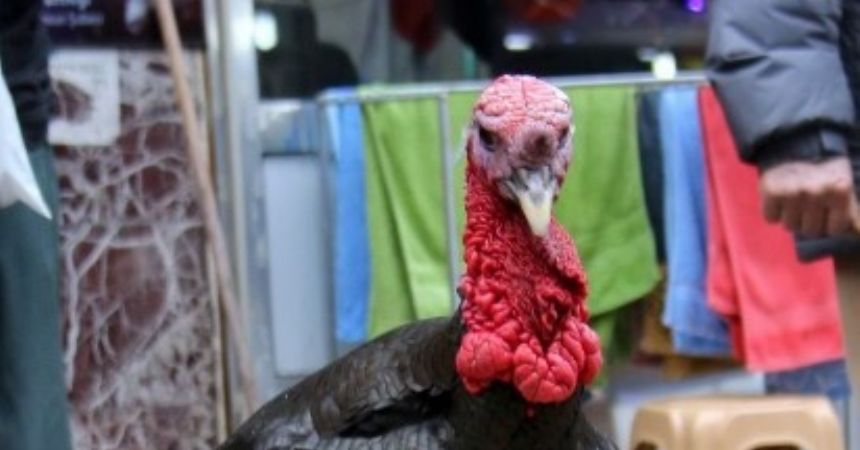 Dev hindiye “Fırat Kalkanı” ismini verdi