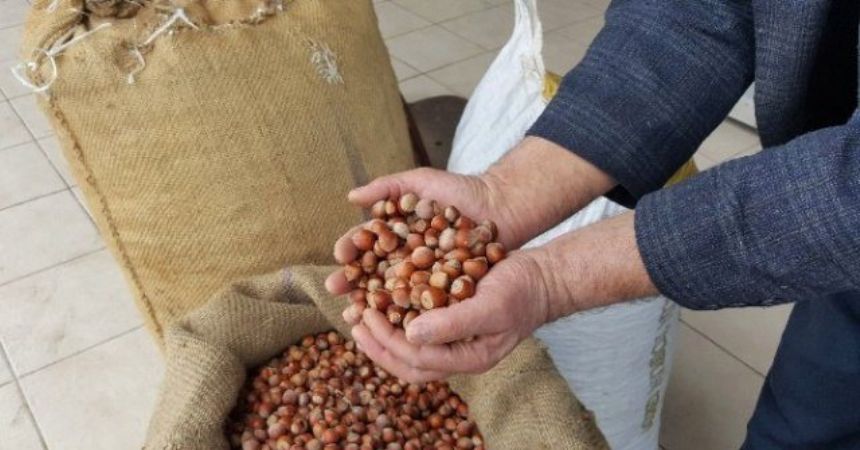 Fındık ihracat ve gelirinde düşüş sürüyor Fındık ihracat ve gelirinde düşüş sürüyor