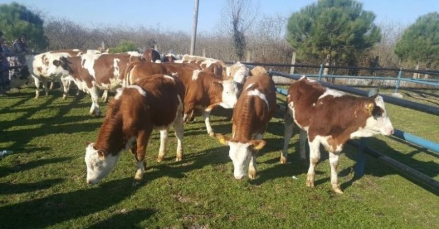 Samsun’da 239 genç çiftçi hibe aldı Samsun’da 239 genç çiftçi hibe aldı