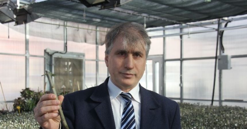 Ekonomi Butko Zeytini ile canlanacak Ekonomi Butko Zeytini ile canlanacak