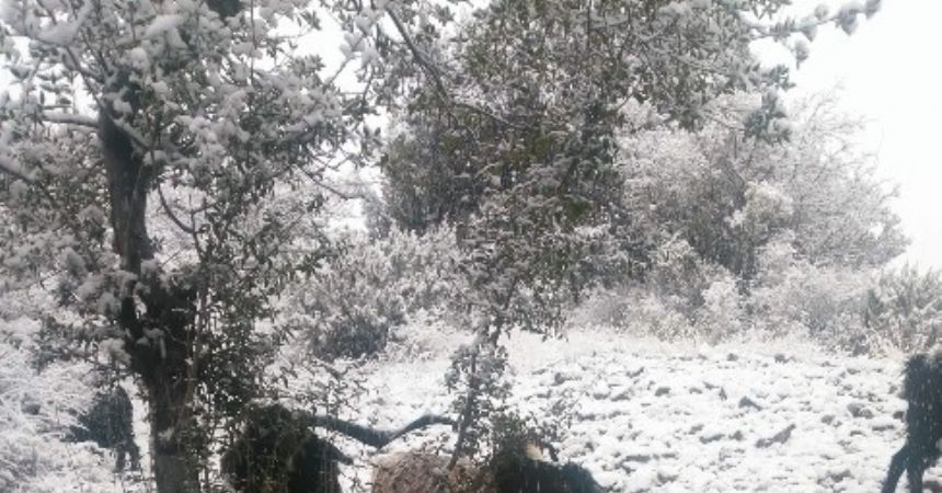 Keçi inadına engel yok Keçi inadına engel yok