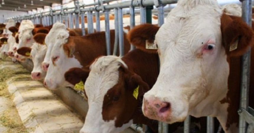 DOKAP hayvancılık başvuruları başladı DOKAP hayvancılık başvuruları başladı