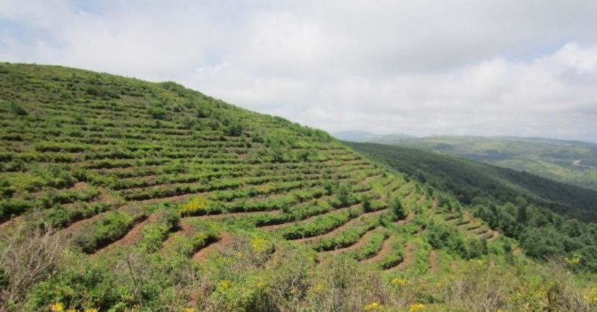 Giresun ve Ordu’da 1,5 Milyon fidan dikildi Giresun ve Ordu’da 1,5 Milyon fidan dikildi