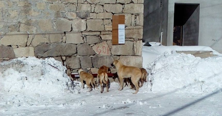 Başıboş köpeklere köylüler sahip çıktı Başıboş köpeklere köylüler sahip çıktı