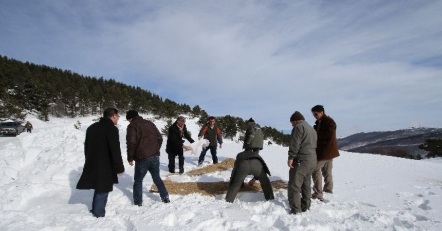 Kaymakam dağda yem dağıttı Kaymakam dağda yem dağıttı