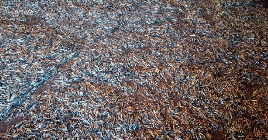 148 ton hamsiye el koyuldu 148 ton hamsiye el koyuldu