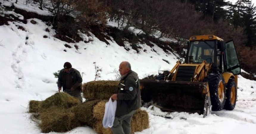 Yaban hayvanlarına 32 ton yem bırakıldı