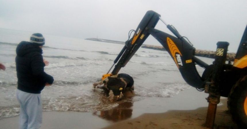 Cide sahiline ölü inek vurdu Cide sahiline ölü inek vurdu