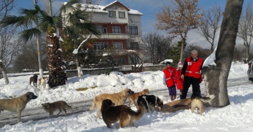 Alaçam Kızılayı sokak hayvanlarını unutmadı