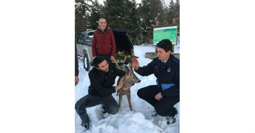 Karaca, doğaya geri bırakıldı