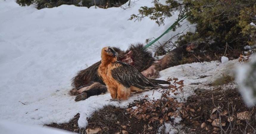 Sakallı akbaba 'fotokapan'a yakalandı