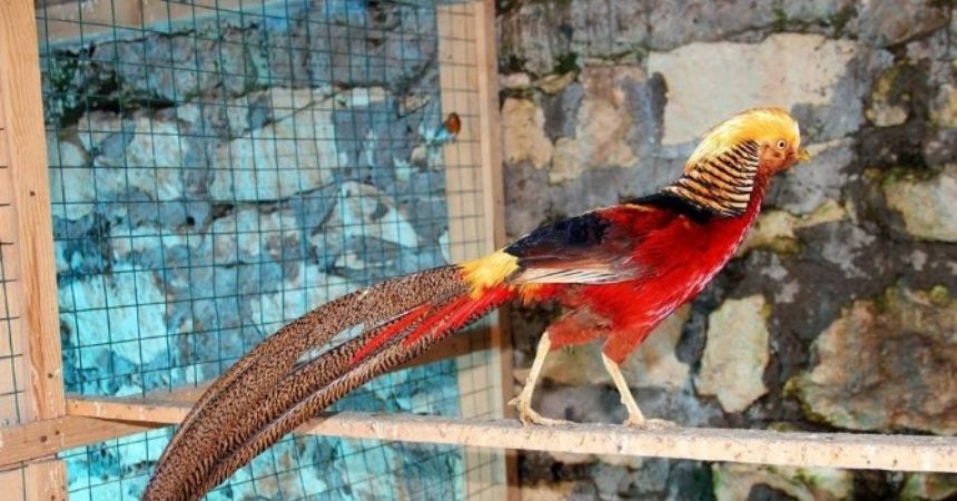 40 çeşit kuşa bakıyor