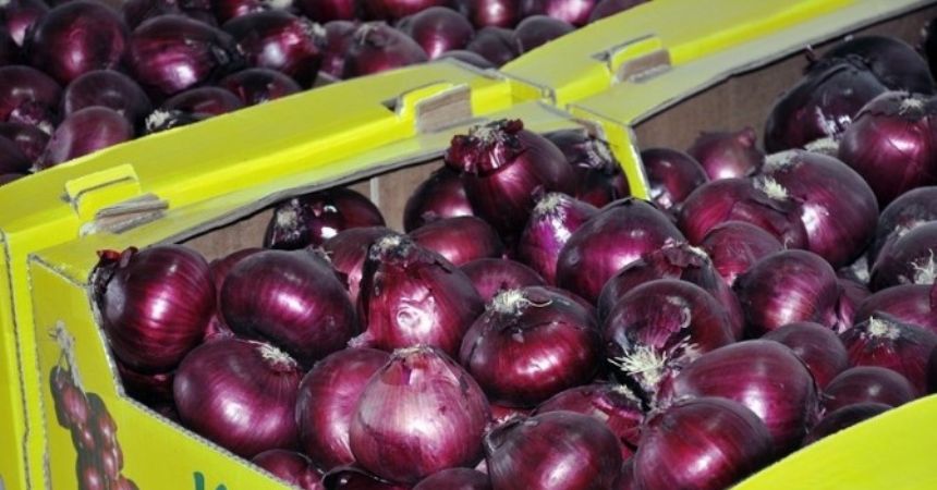 Mor soğan Arap ülkelerine ihraç ediliyor Mor soğan Arap ülkelerine ihraç ediliyor