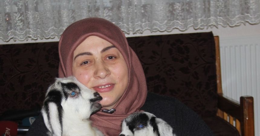 Yavru kuzuları evinde besliyor Yavru kuzuları evinde besliyor