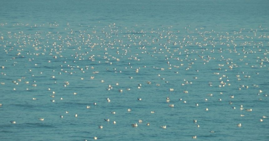 Karadeniz martılarla bir başka güzel