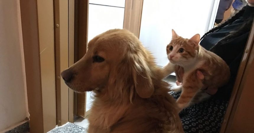 Pascal ve Püskül’ün dostluğu